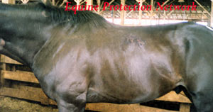 Horse in drop off pen exhibits bite marks.